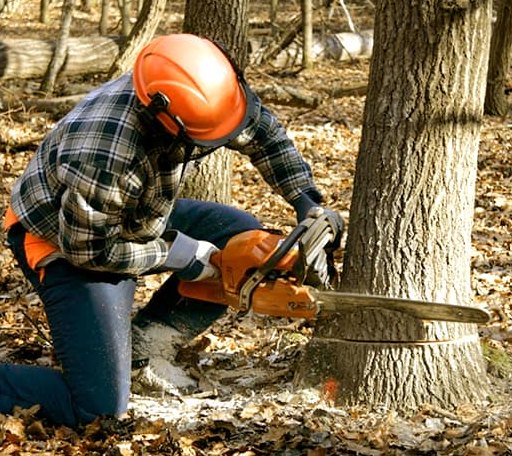 Tree Removal in Post, TX
